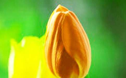 �����㻨�Ļ��Z��ʲô