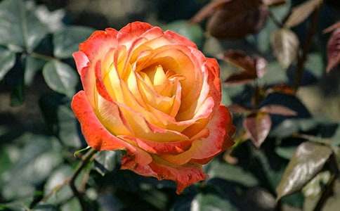 �¼����Ļ��Z��ֲ���Ļ�-�r���Y�x