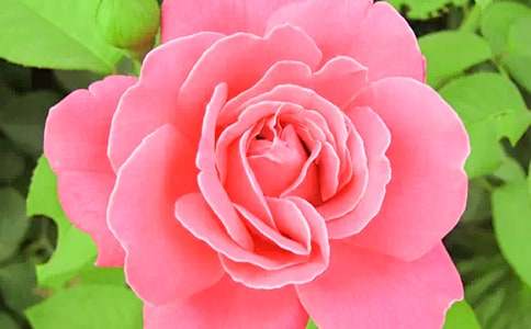 ��ɫ���¼������Z������f