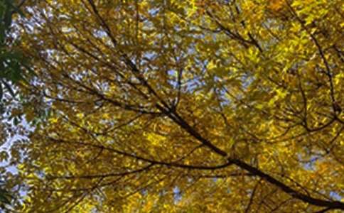 ���ε����õ��簲΢��ף���Zժ�46�l