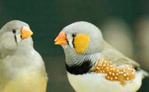 《珍珠鳥》教案