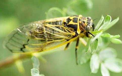 關于知了小學作文八篇