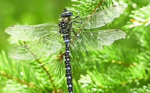 ��׽���ѡ��̰�