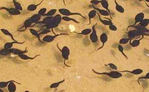 小蝌蚪找媽媽教案15篇【通用】