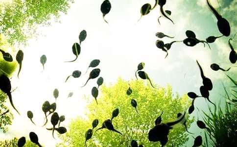 有關(guān)小蝌蚪找媽媽教案集錦十篇