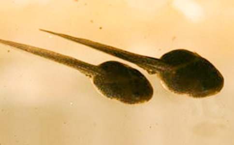 ��С���ċ������̰�(15ƪ)