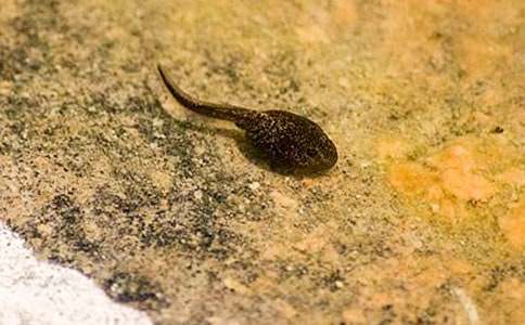 С����ҋ����̰�ģ�弯��ʮƪ