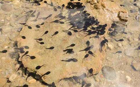 【精選】小蝌蚪找媽媽教案三篇