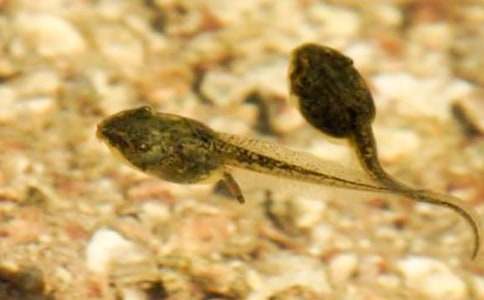 ������С����ҋ����̰���ͨ��5ƪ��