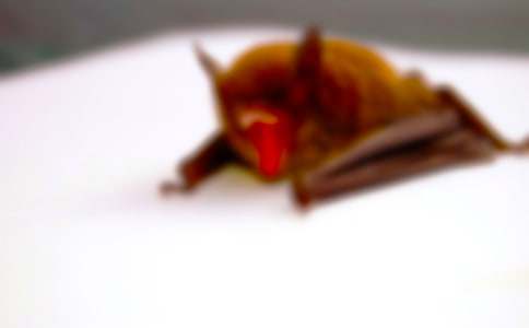 �������������(���x5ƪ)