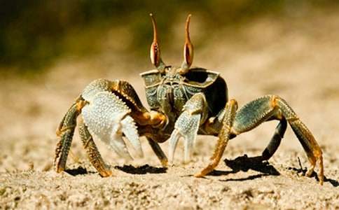 大班語言教案《小螃蟹找工作》