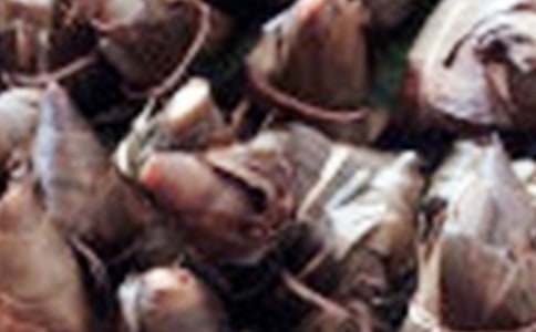 粽子的廣告語(yǔ)(精選320句)